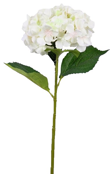Picture of Cream hydrangea stem 80cm